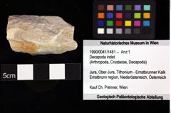 Foto (Objket + Etiketten) von Decapoda indet. 